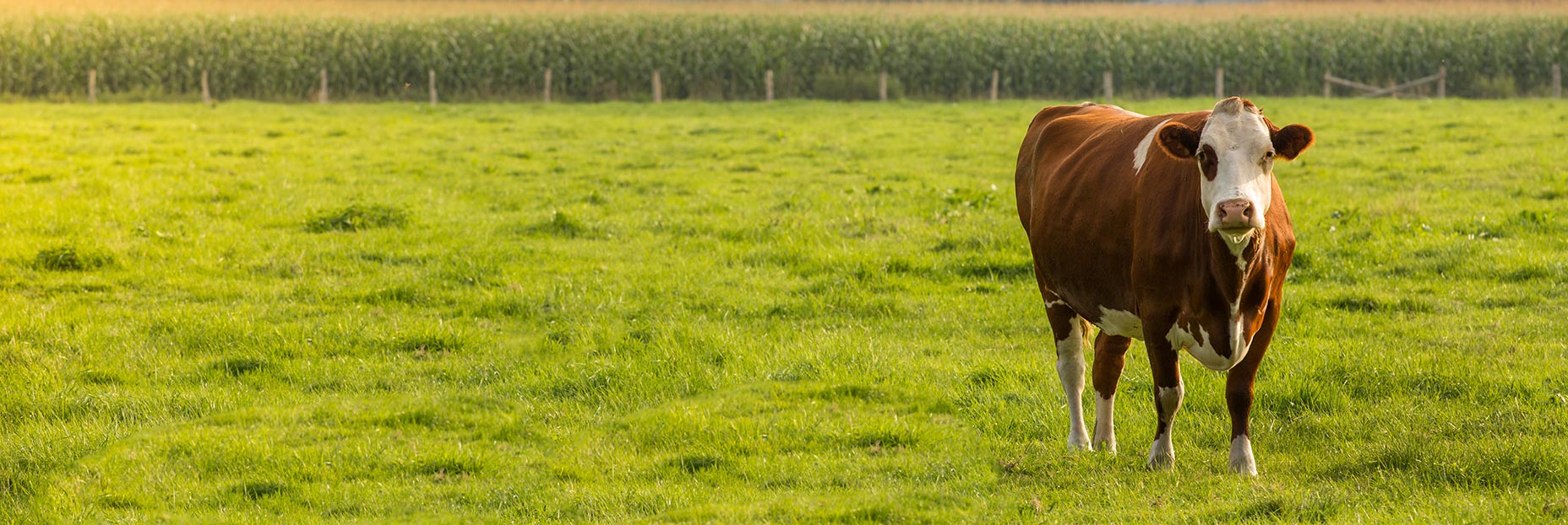 Brown Cow In Grass Field