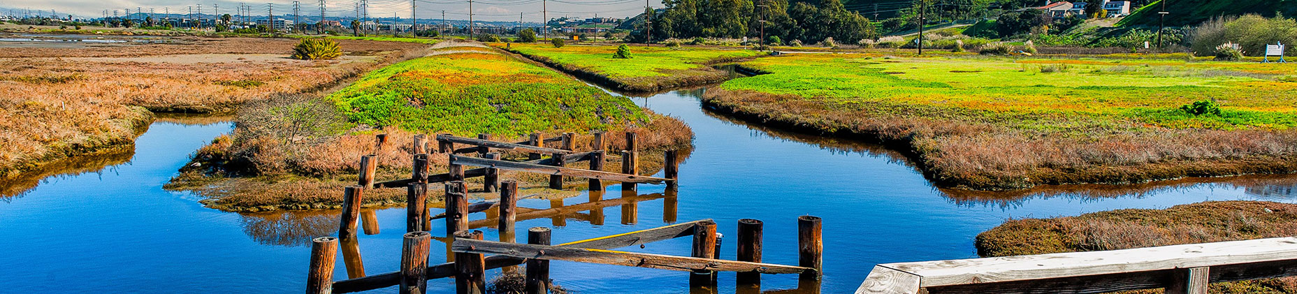 Ballona wetlands