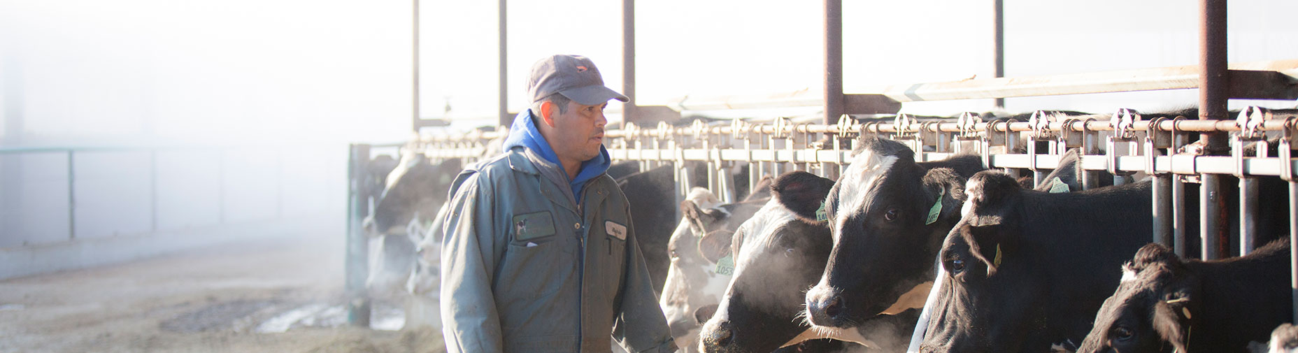 Man standing by cow herd