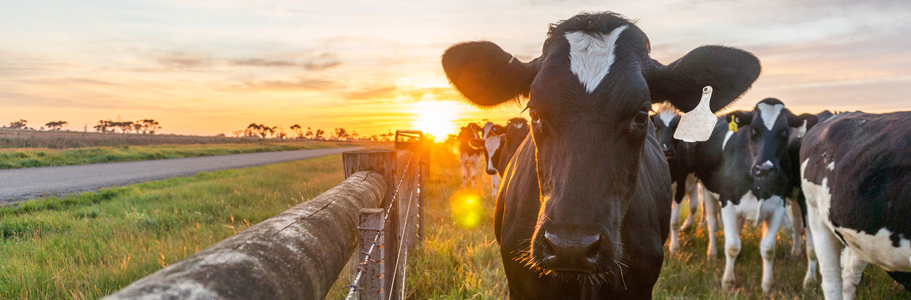 cows free range image